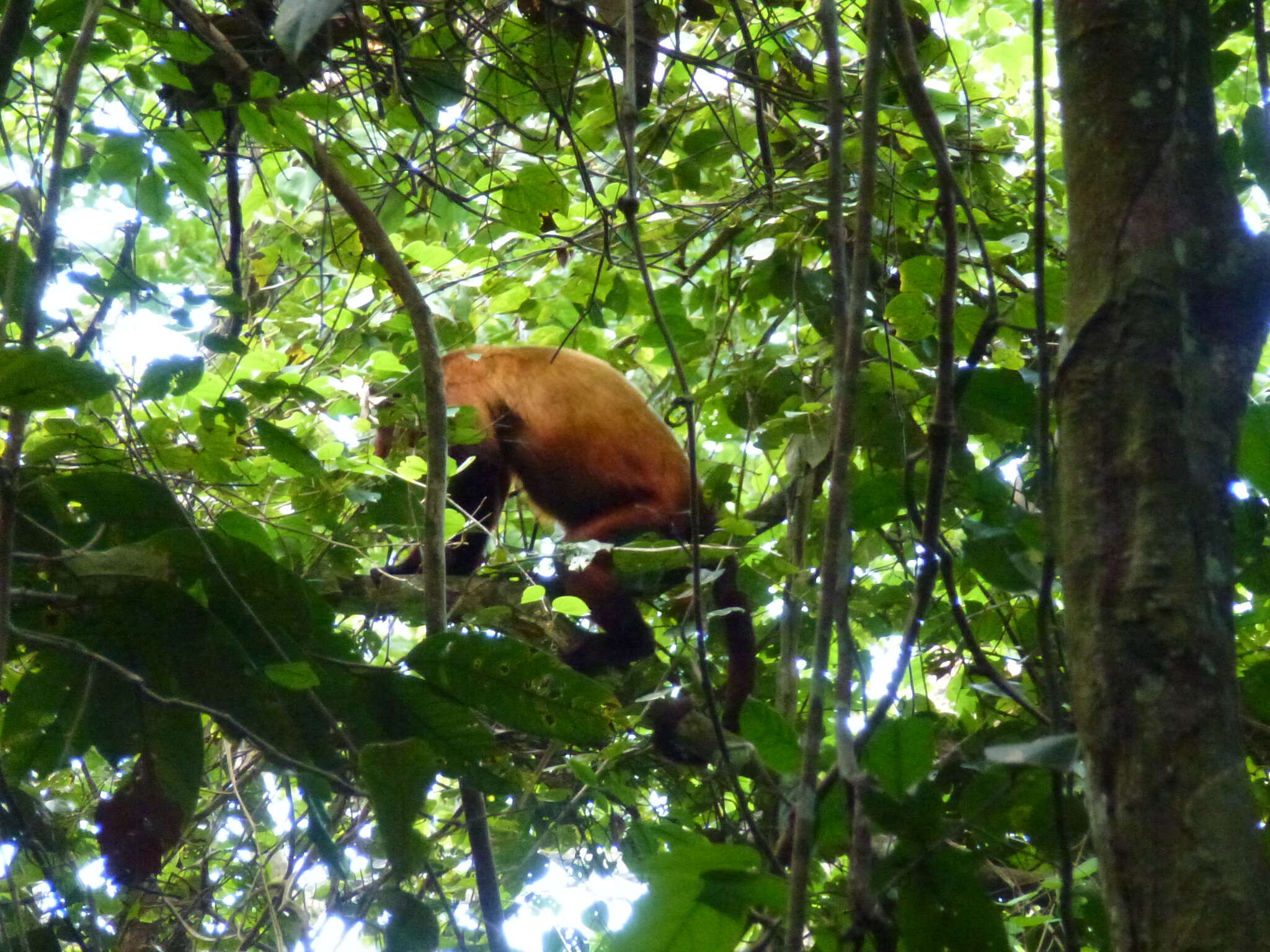 Image of Guianan Red Howler Monkey