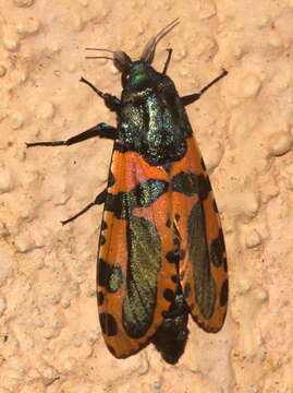 Image of <i>Chalcidica minea</i>