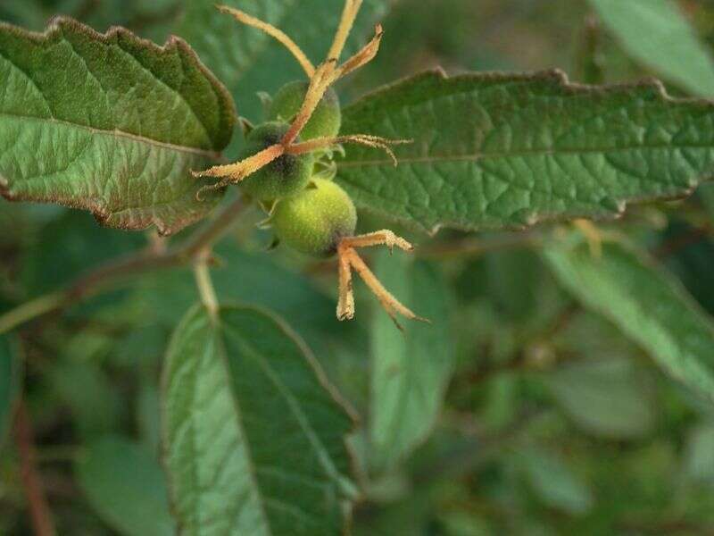 Sivun Adriana urticoides (A. Cunn.) Guymer ex P. I. Forst. kuva