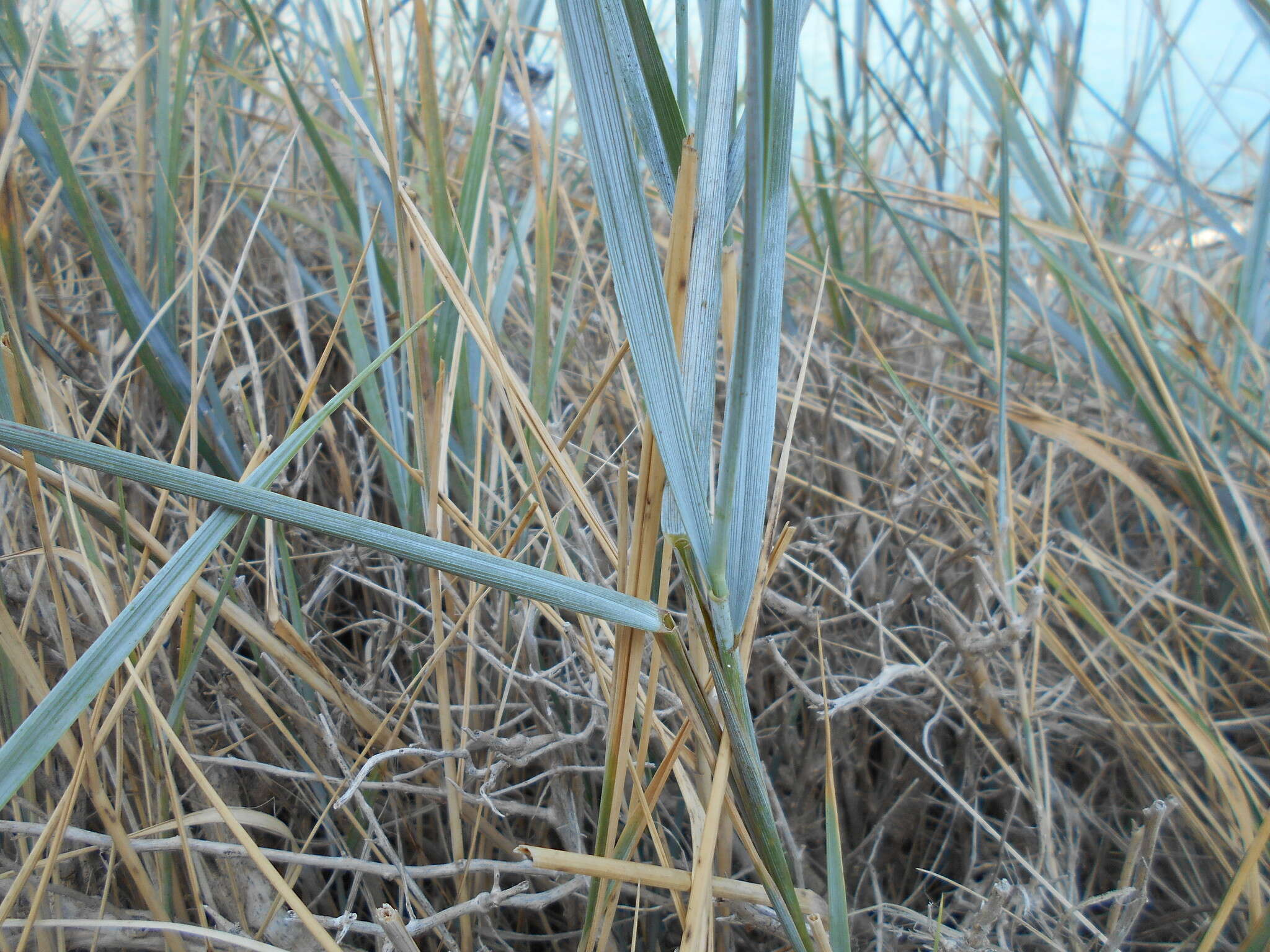 Image de Elymus athericus (Link) Kerguélen