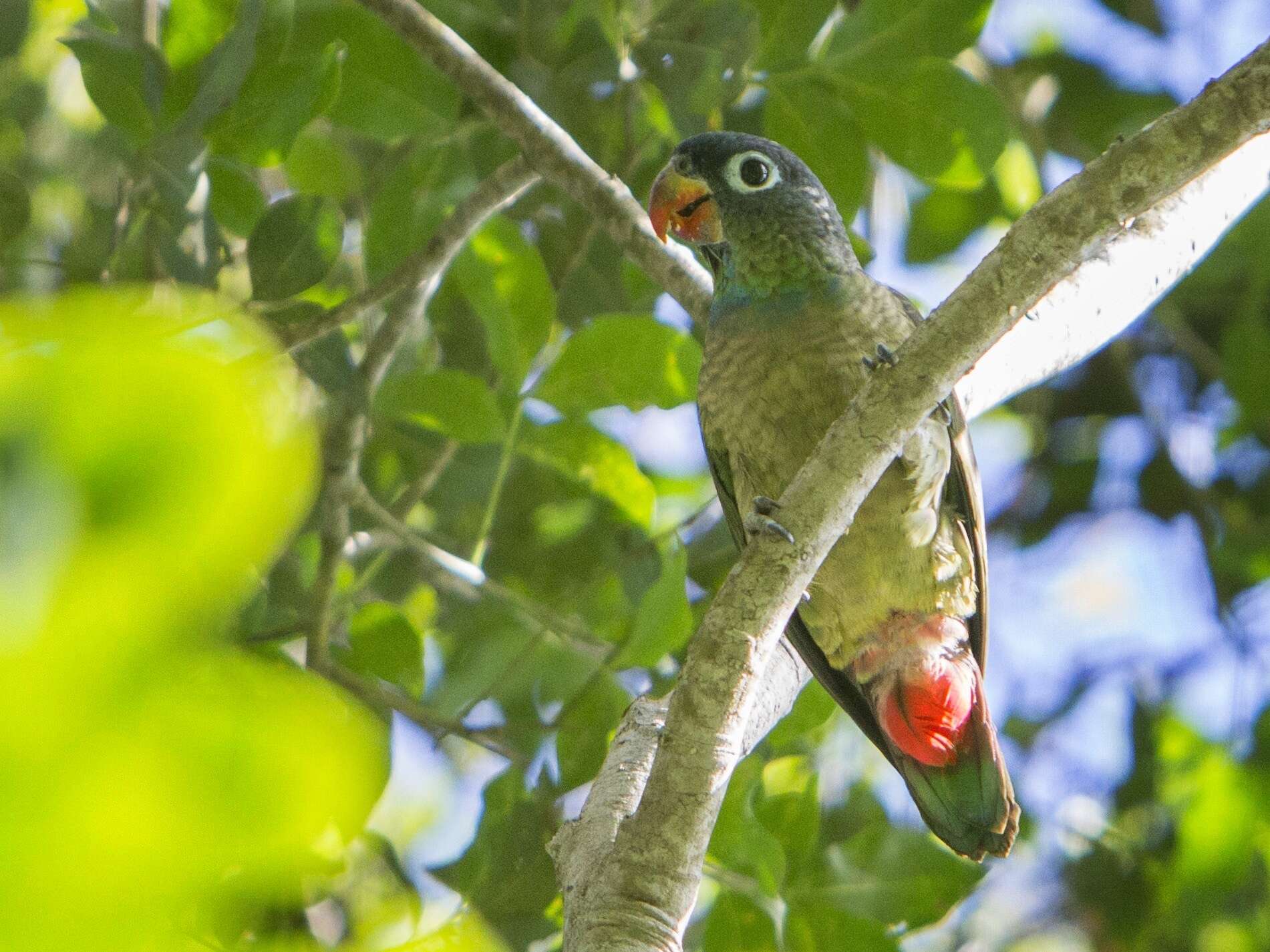 Image of Red-billed Parrot