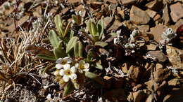 Image of Myosotis traversii Hook. fil.