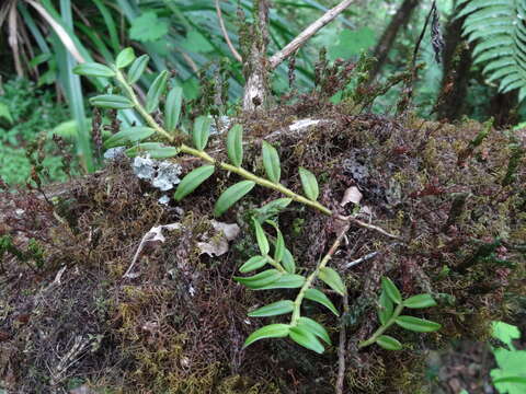 Image of Angraecum pectinatum Thouars