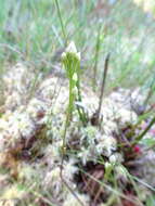 Image of twining screwstem