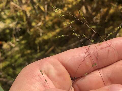 Image of Warty Panic Grass