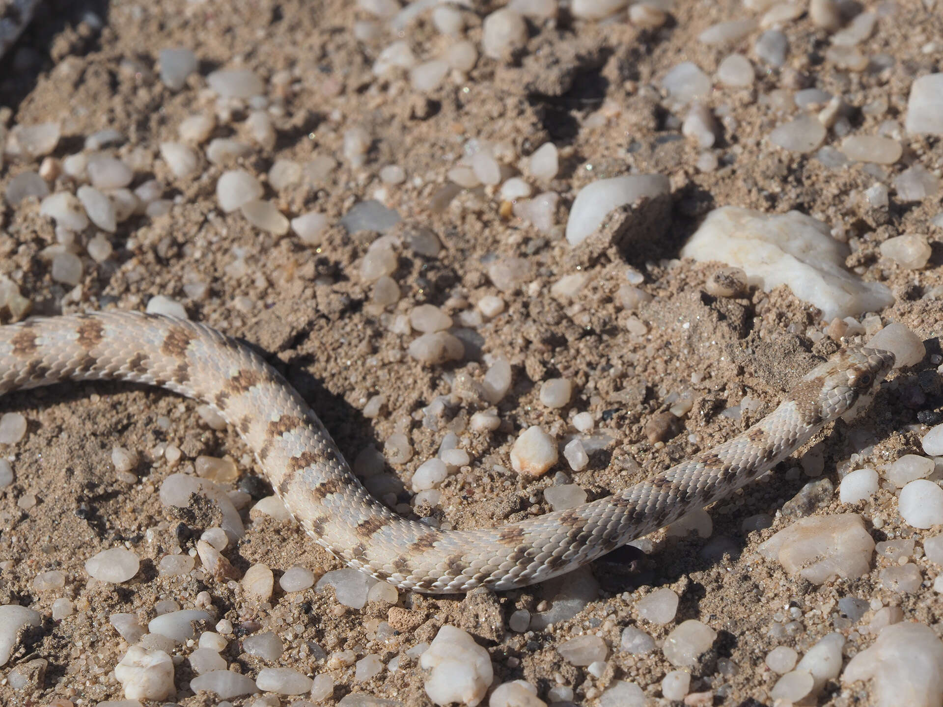 Image of Dwarf Beaked Snake