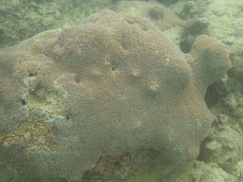 Image of Spine coral