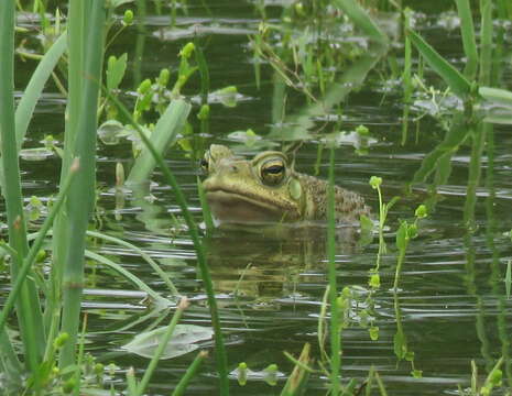 Image of Argentine toad