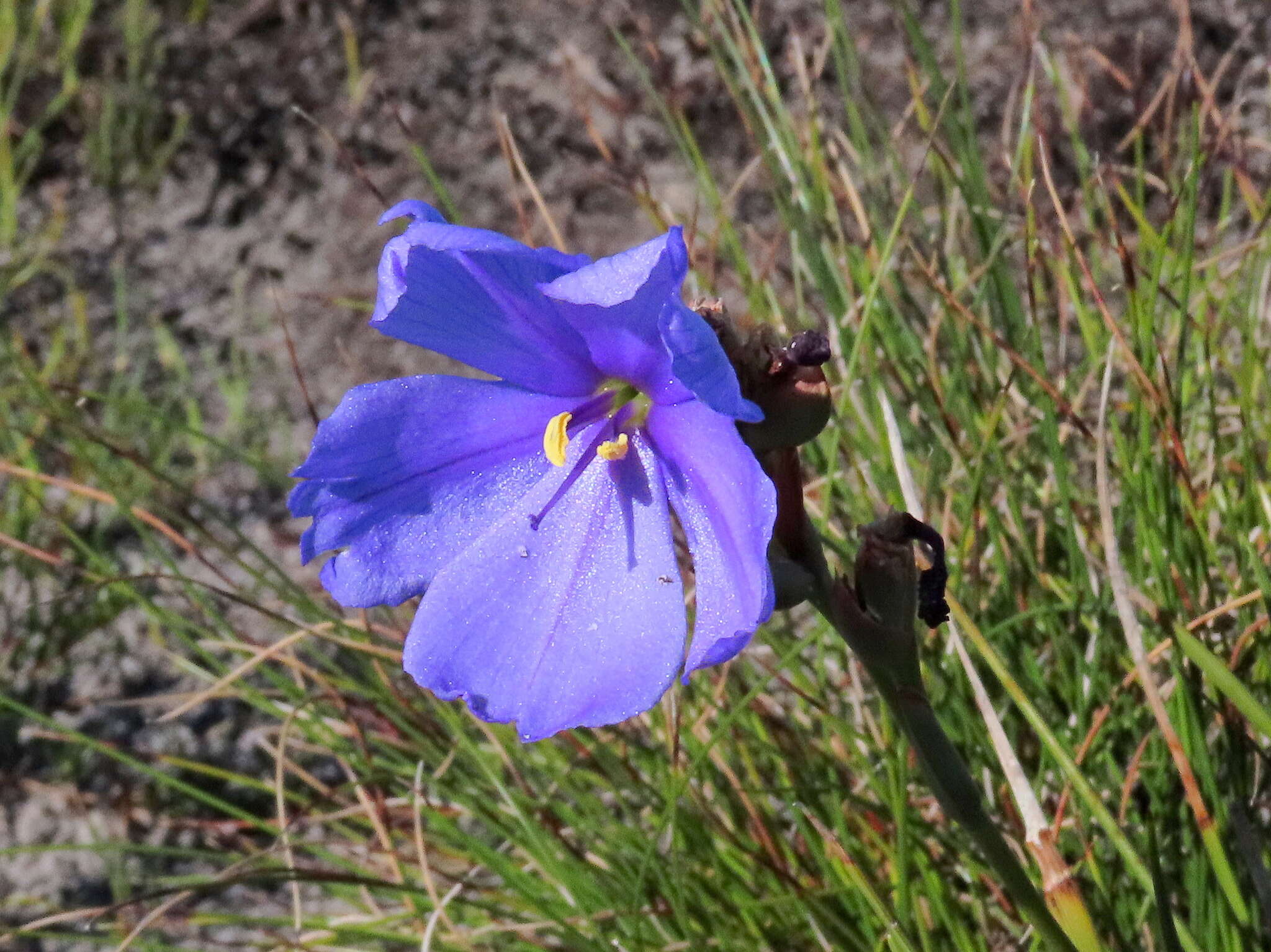 Imagem de Aristea juncifolia Eckl. ex Baker