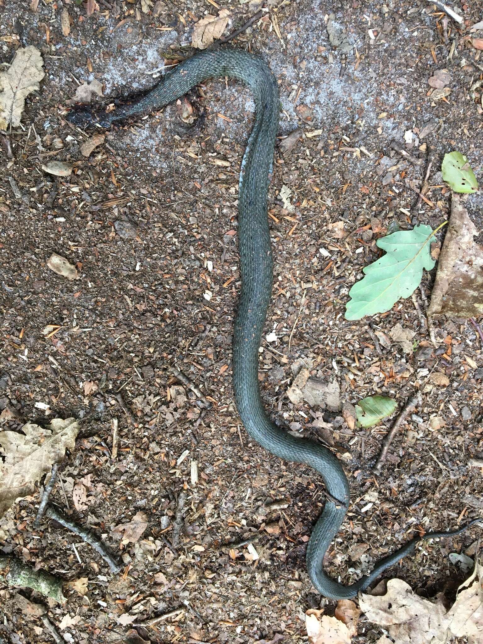 Слика од Natrix natrix natrix (Linnaeus 1758)