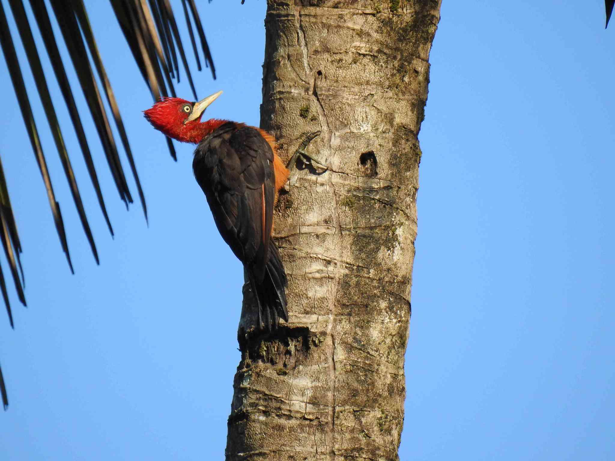 Image of Red-necked Woodpecker