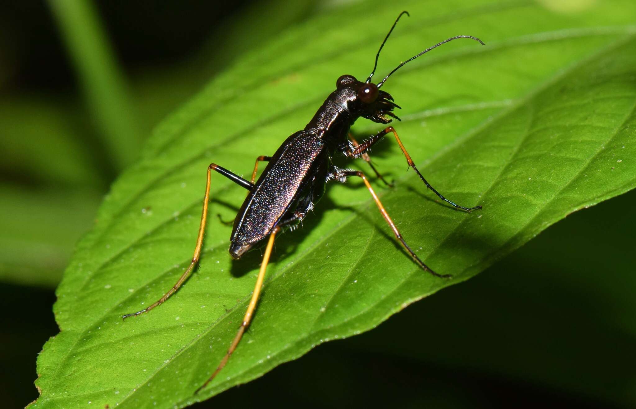 Слика од Odontocheila cajennensis (Fabricius 1787)