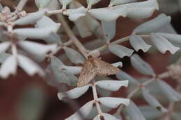 Image of Aglossophanes adoxima Turner 1944