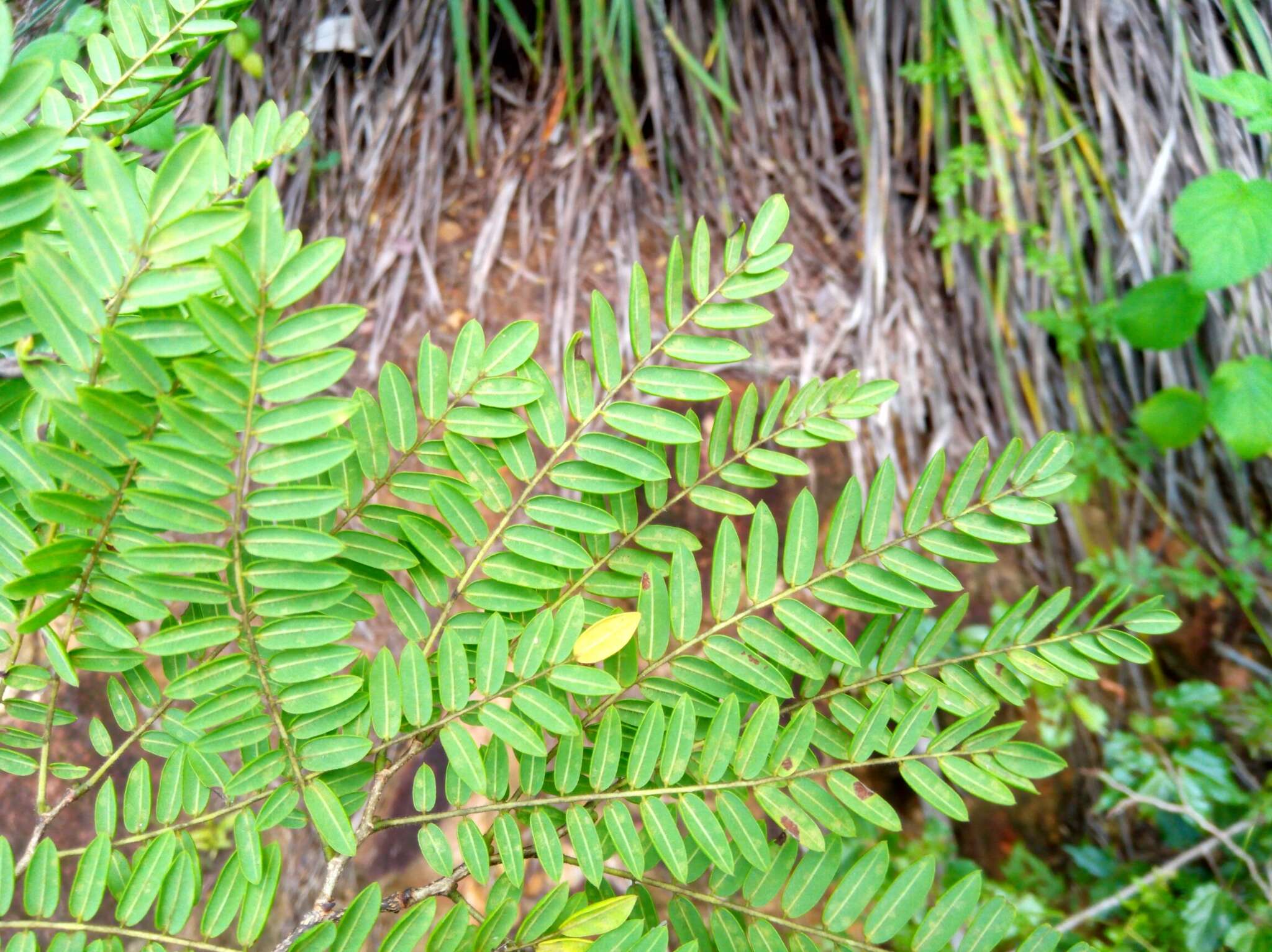 Image de Dalbergia pseudobaronii R. Vig.