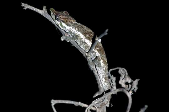 Image of Deceptive Chameleon