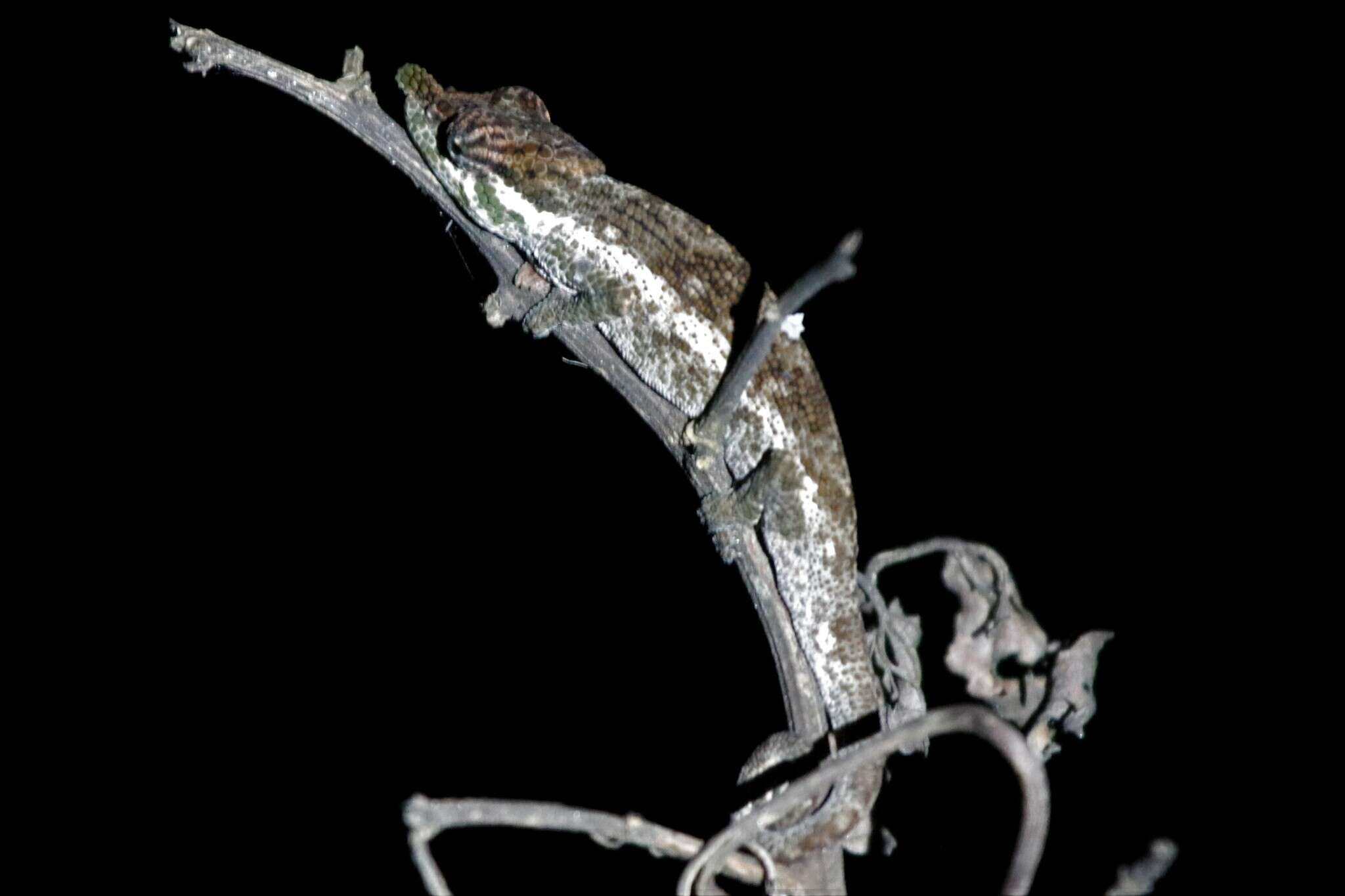 Image of Deceptive Chameleon