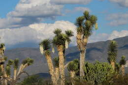 Image of Yucca potosina Rzed.