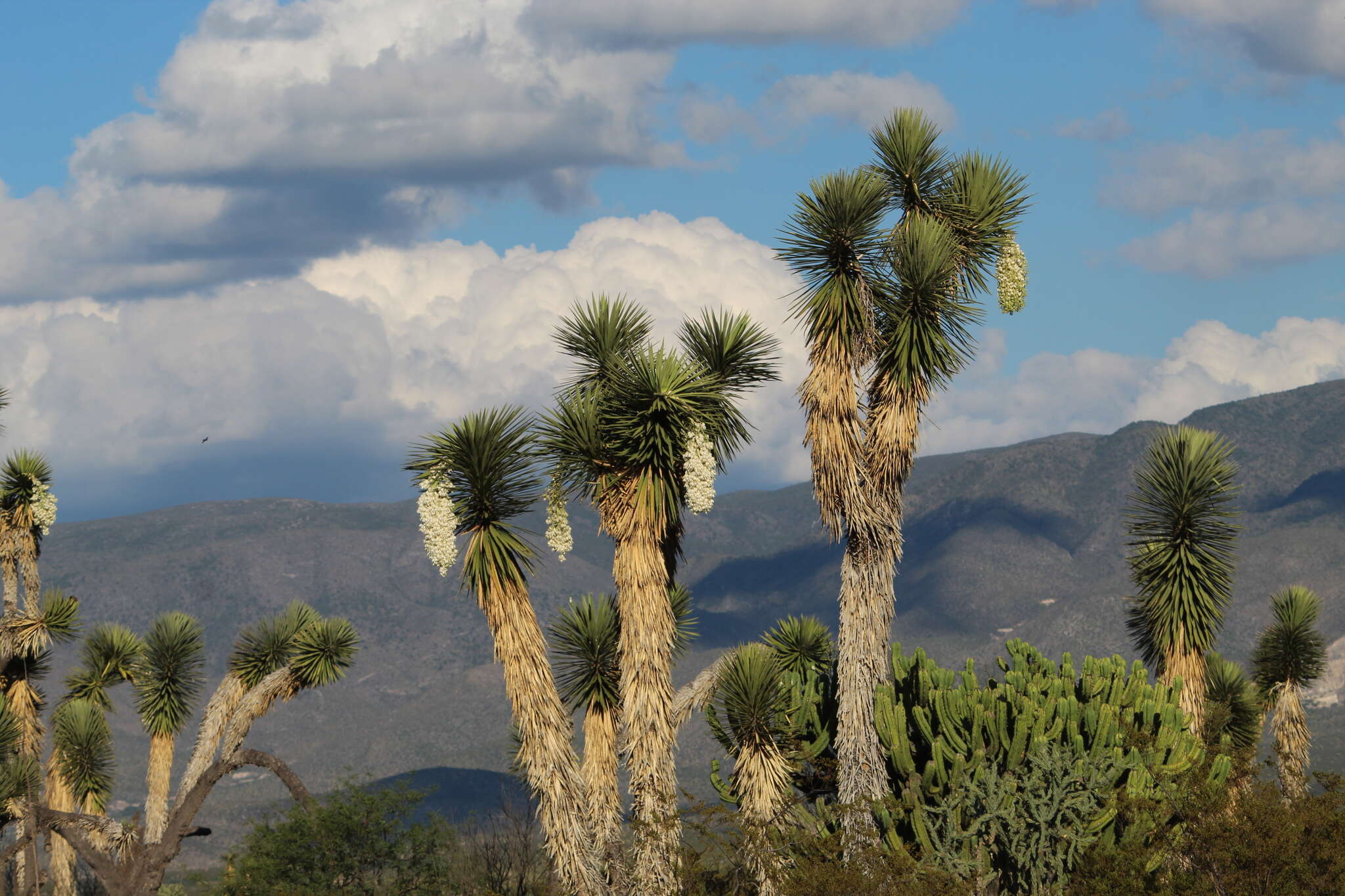 Image of Yucca potosina Rzed.