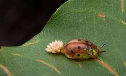 Plancia ëd Phytodectoidea duodecimsignata (Boheman 1854)