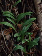 Image of Pyrrosia adnascens (Sw.) Ching