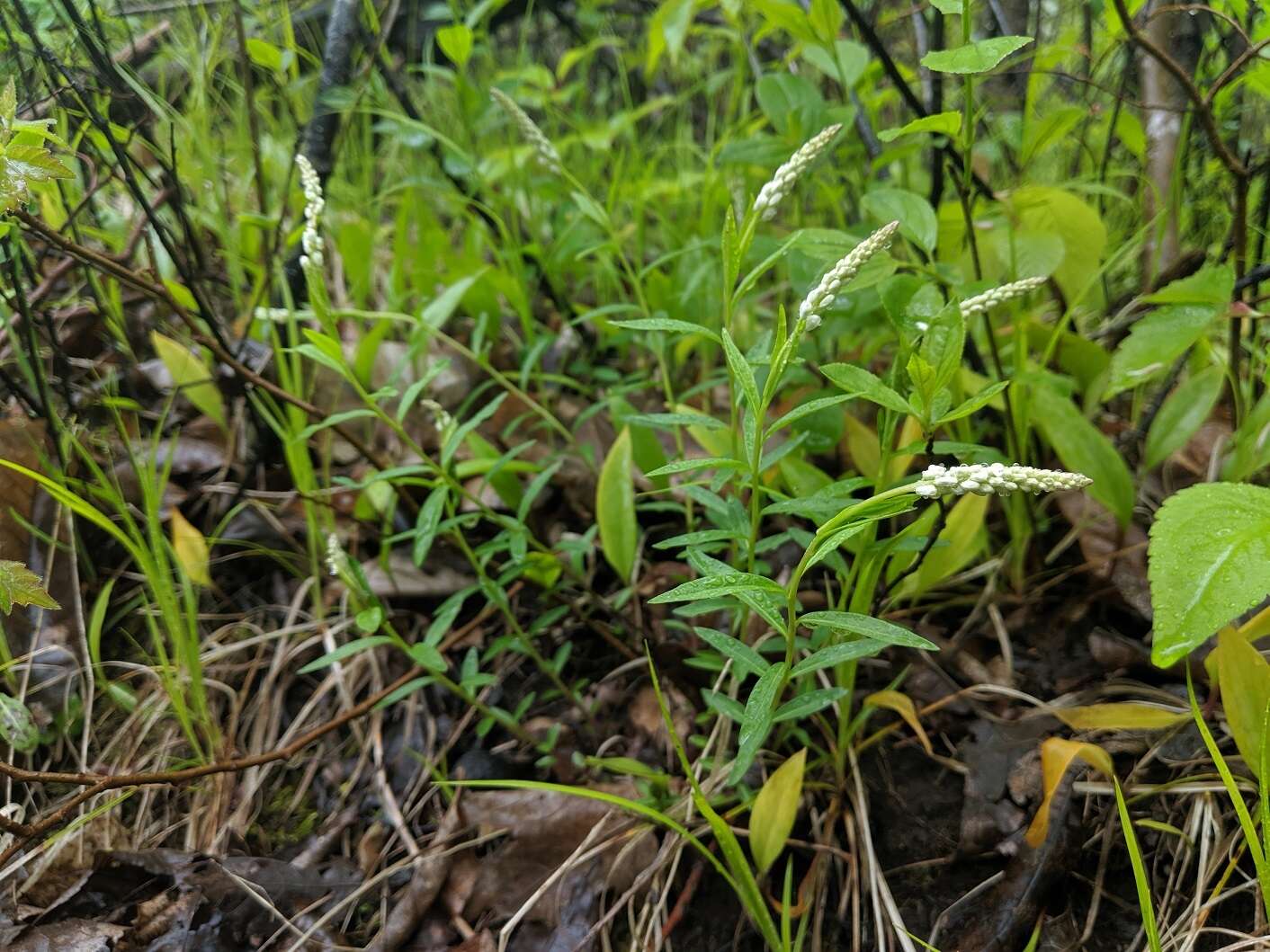 Image of Seneca snakeroot