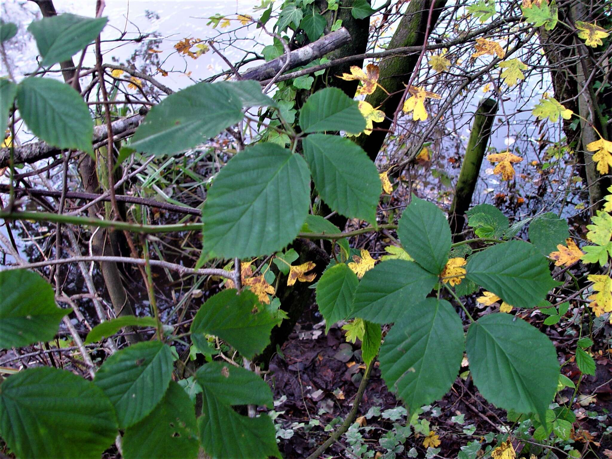 Image of Rubus nemoralis P. J. Müll.