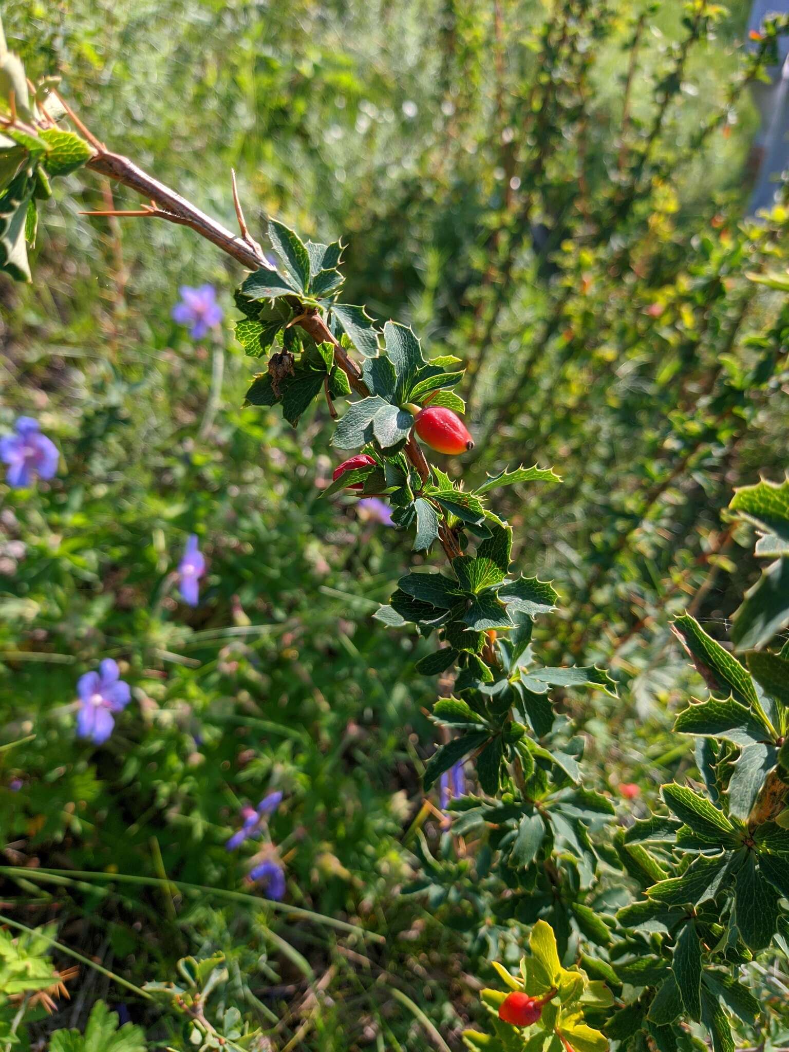 Image of Berberis sibirica Pall.