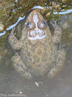 Image of African Groove-crowned Frog