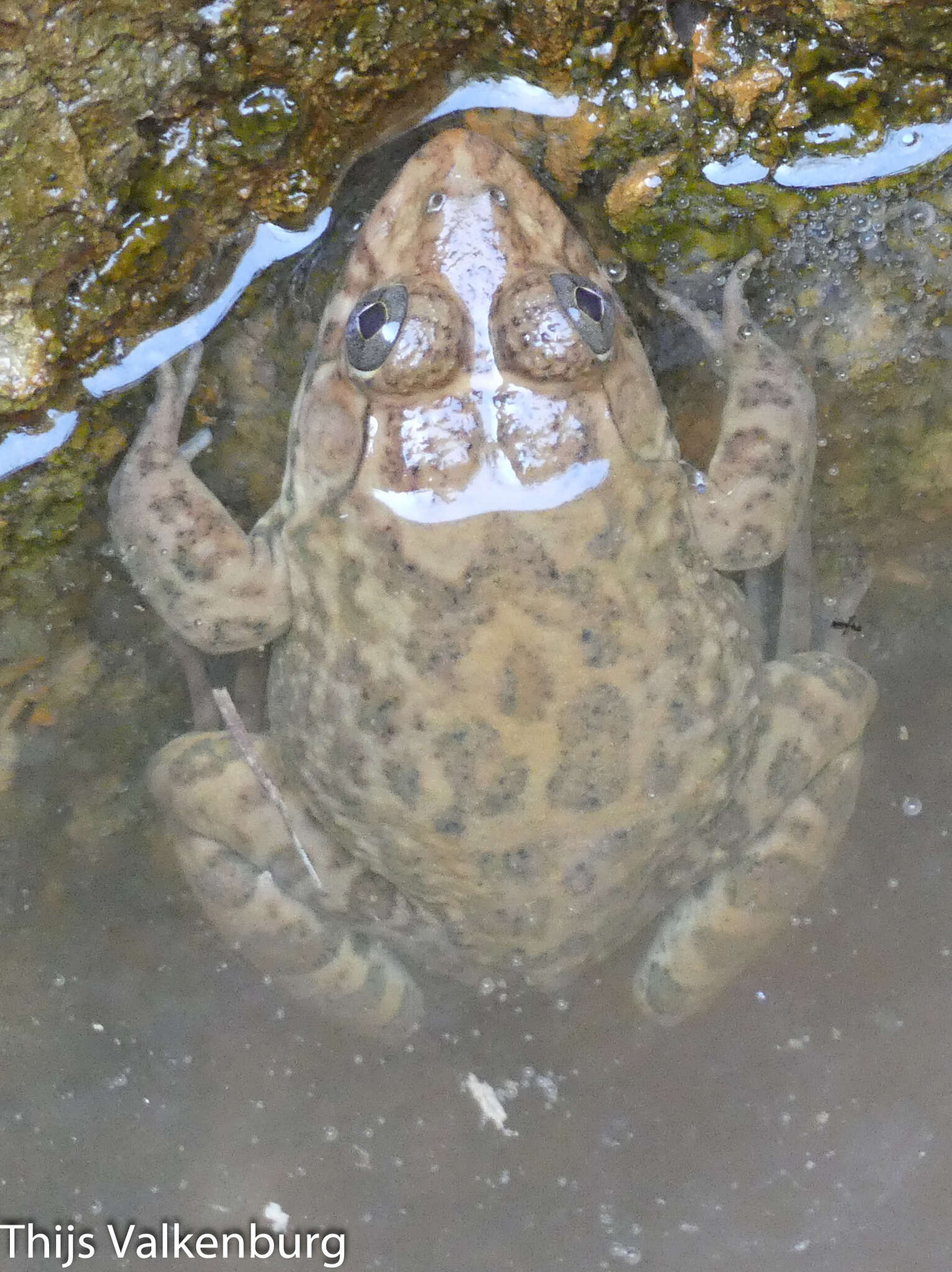 Image of African Groove-crowned Frog