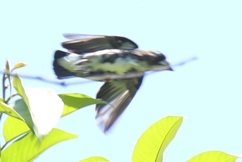 Image of White-browed Purpletuft