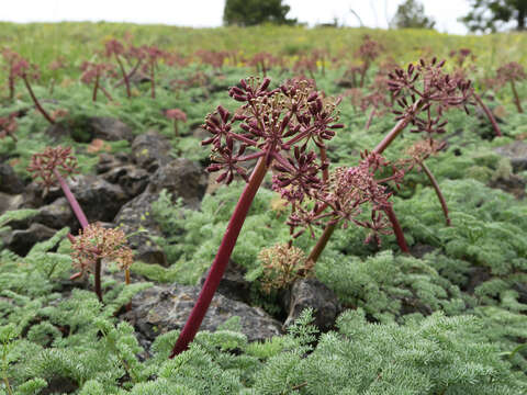 Lomatium minus (Rose ex Howell) Mathias & Constance resmi