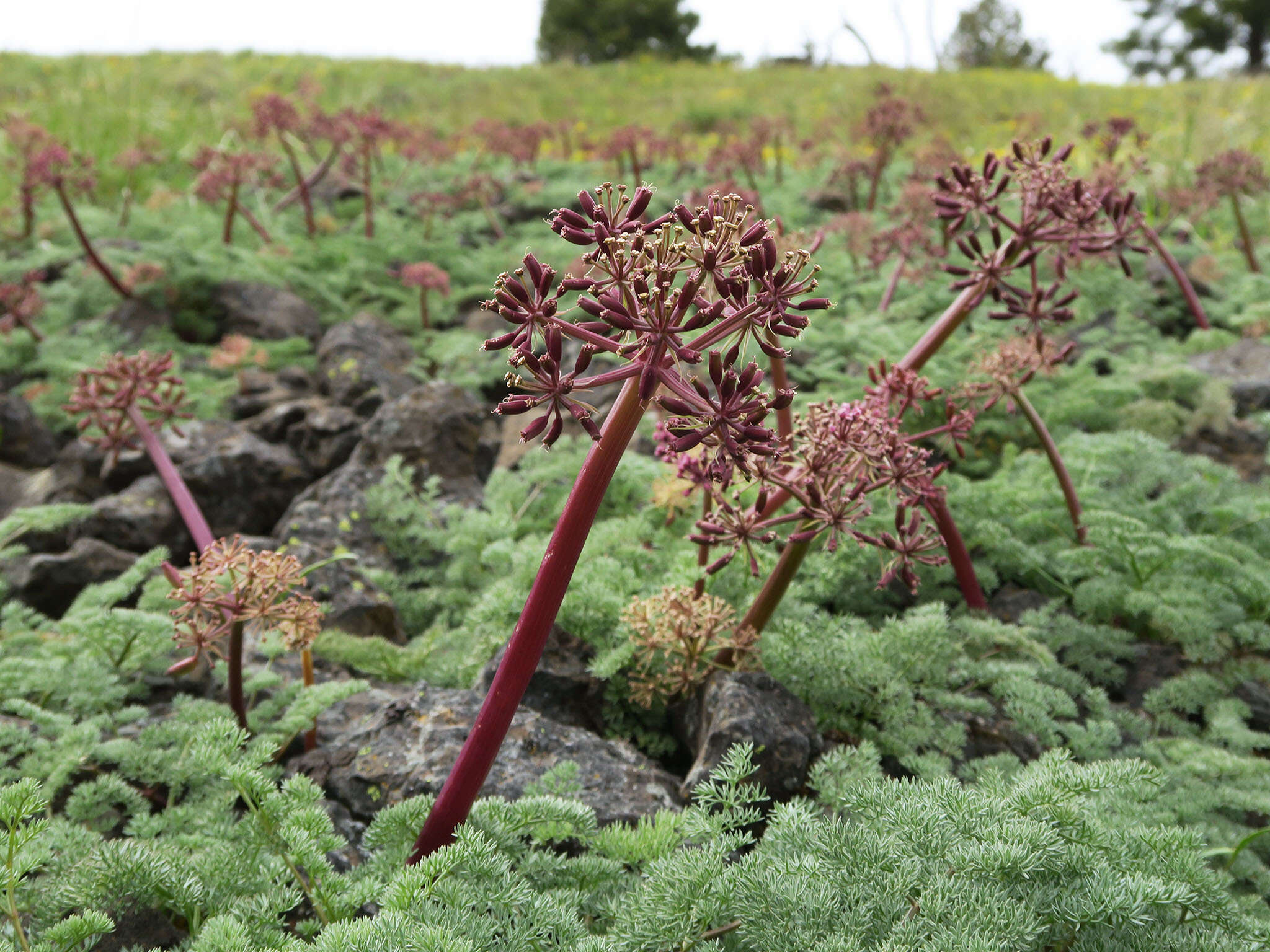 Image de Lomatium minus (Rose ex Howell) Mathias & Constance