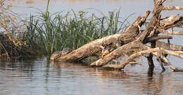 Image of Indian Roofed Turtle