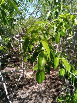 Image of Commiphora marchandii Engl.