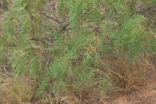 Image of honey mesquite