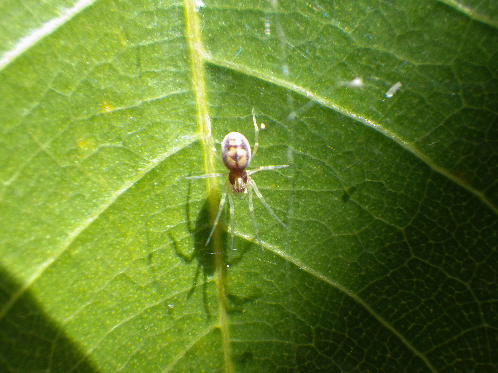 Image of Emblyna florens (Ivie & Barrows 1935)