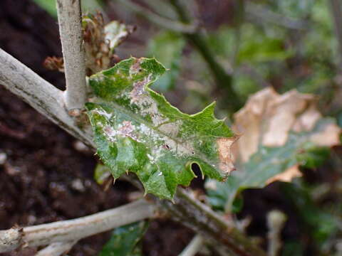 Cystotheca lanestris (Harkn.) Miyabe 1909的圖片