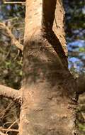 Image of Balsam Woolly Adelgid