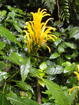 Image of Justicia aurea Schltdl.