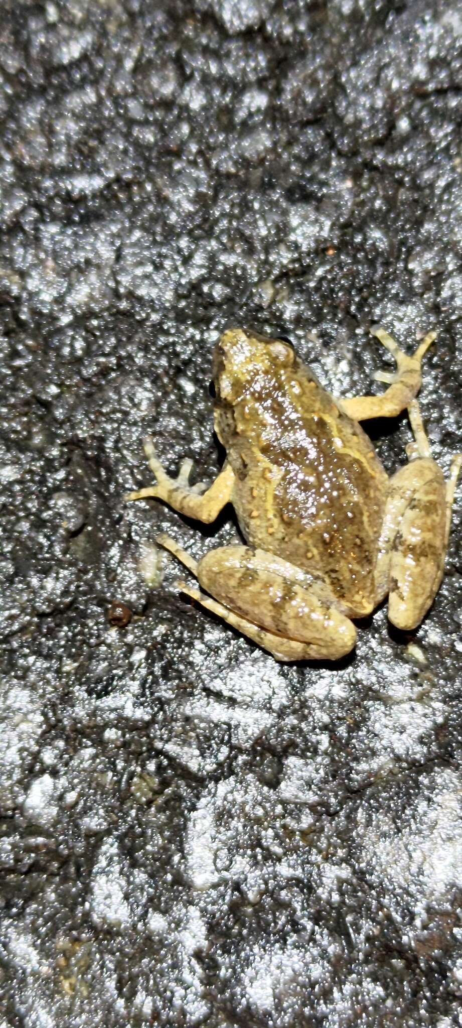 Image of Butler's Rice Frog