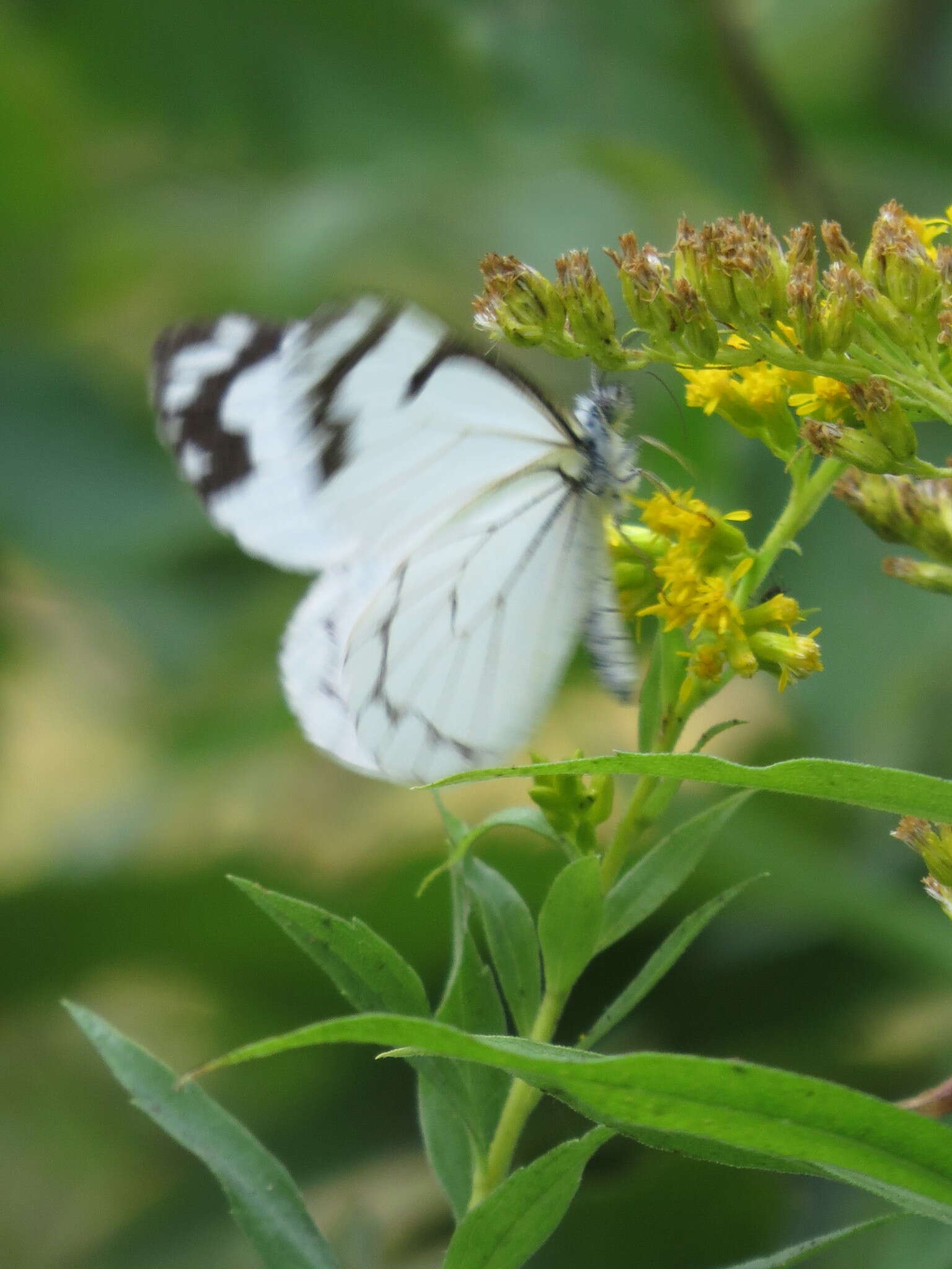 Image of Pine White