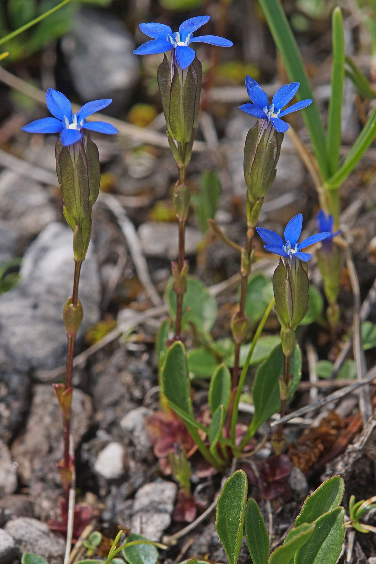 Image of Gentiana utriculosa L.