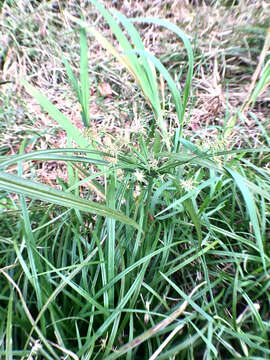 Cyperus meyenianus Kunth的圖片