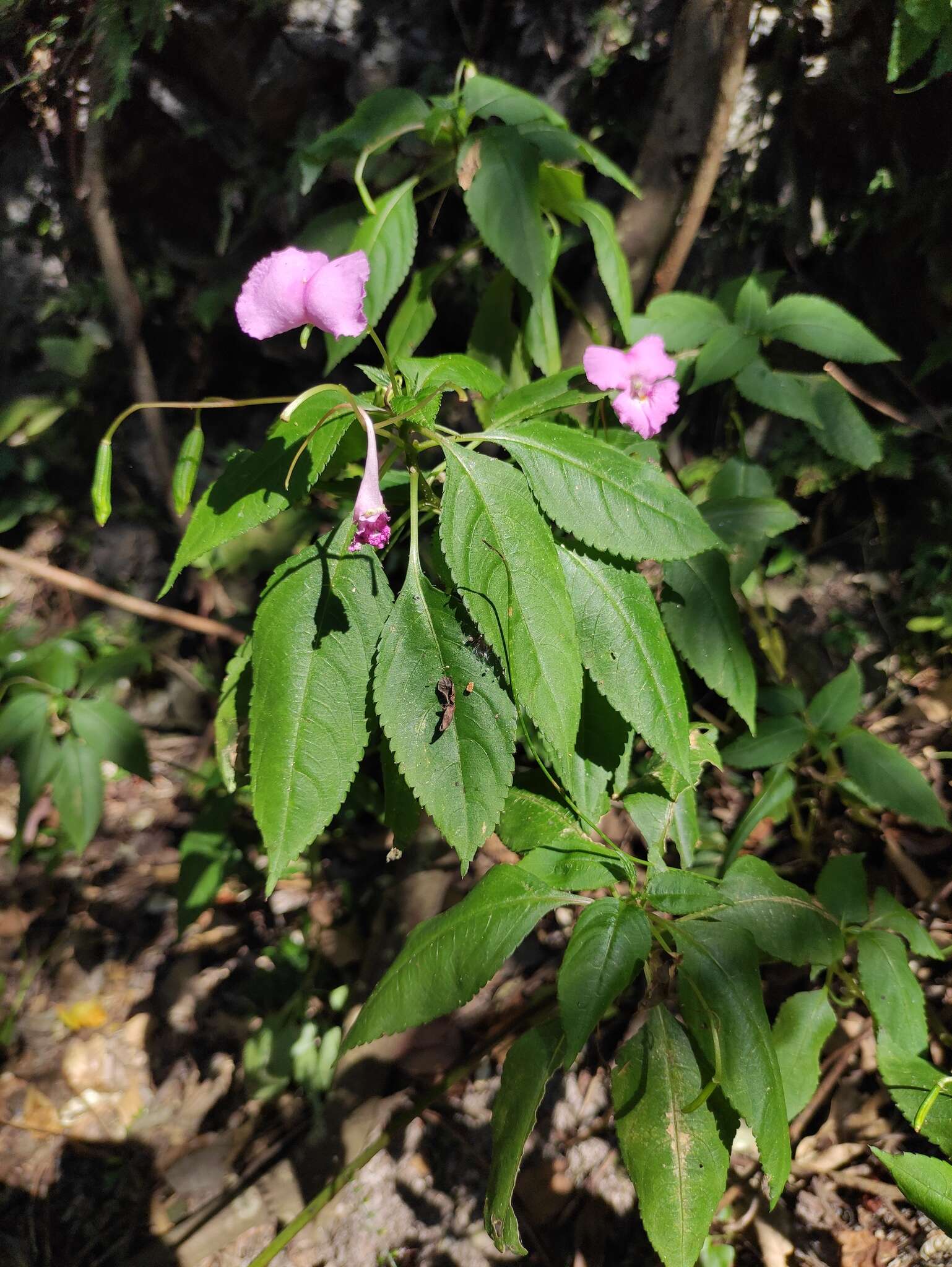 Image of Impatiens macrovexilla Y. L. Chen