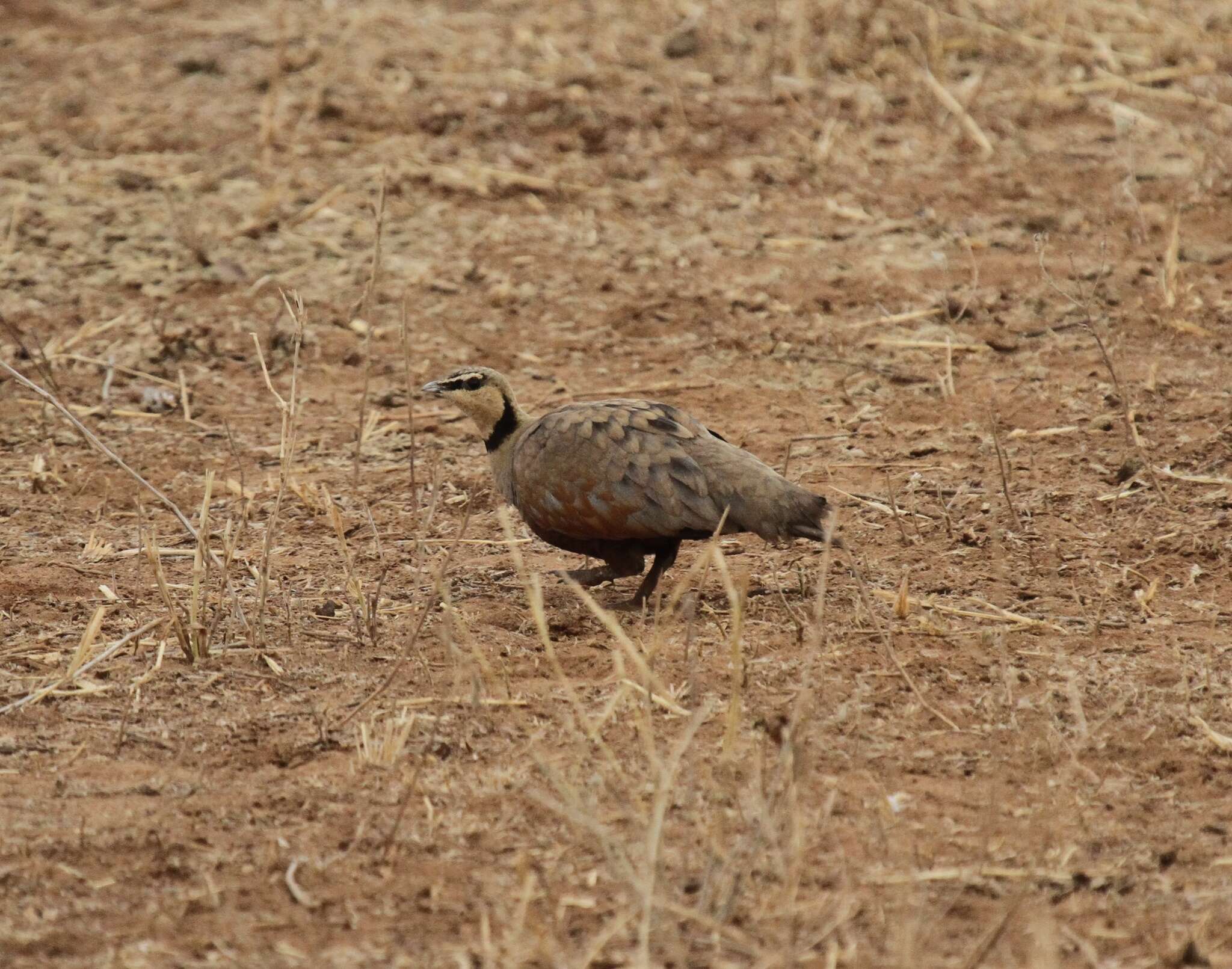 Image of Yellow-throated Sandgrouse