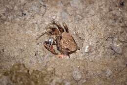 Imagem de Neosarmatium smithi (H. Milne Edwards 1853)