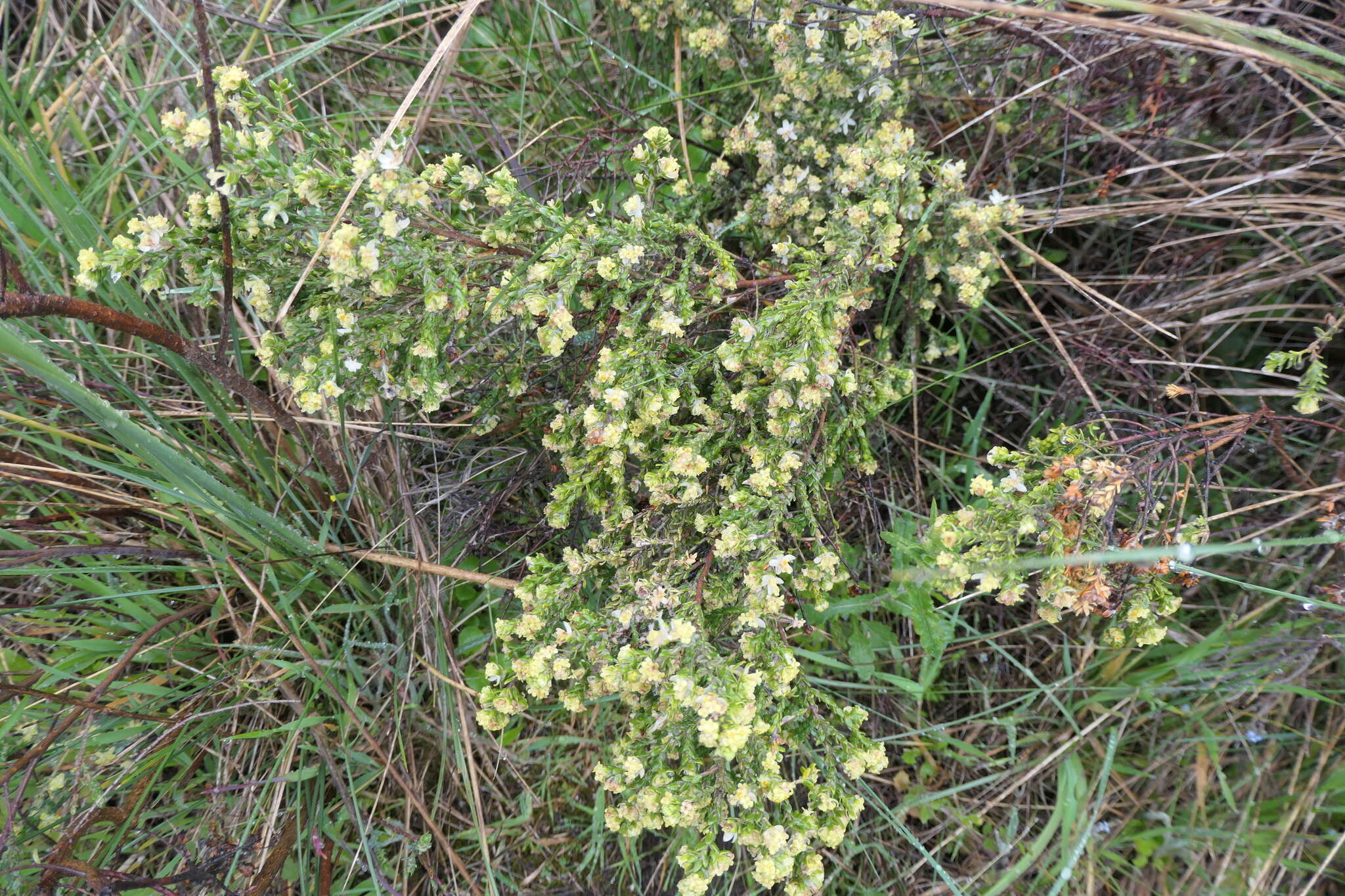 Слика од Thymelaea lythroides Barratte & Murb.
