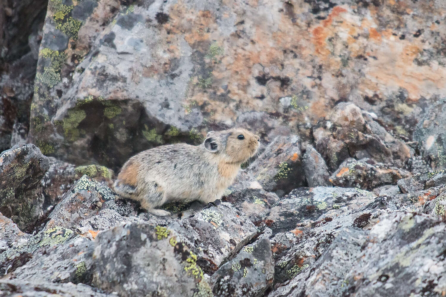 Image of Northern Pika