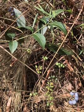 Polyscias sambucifolia (Sieber ex DC.) Harms resmi