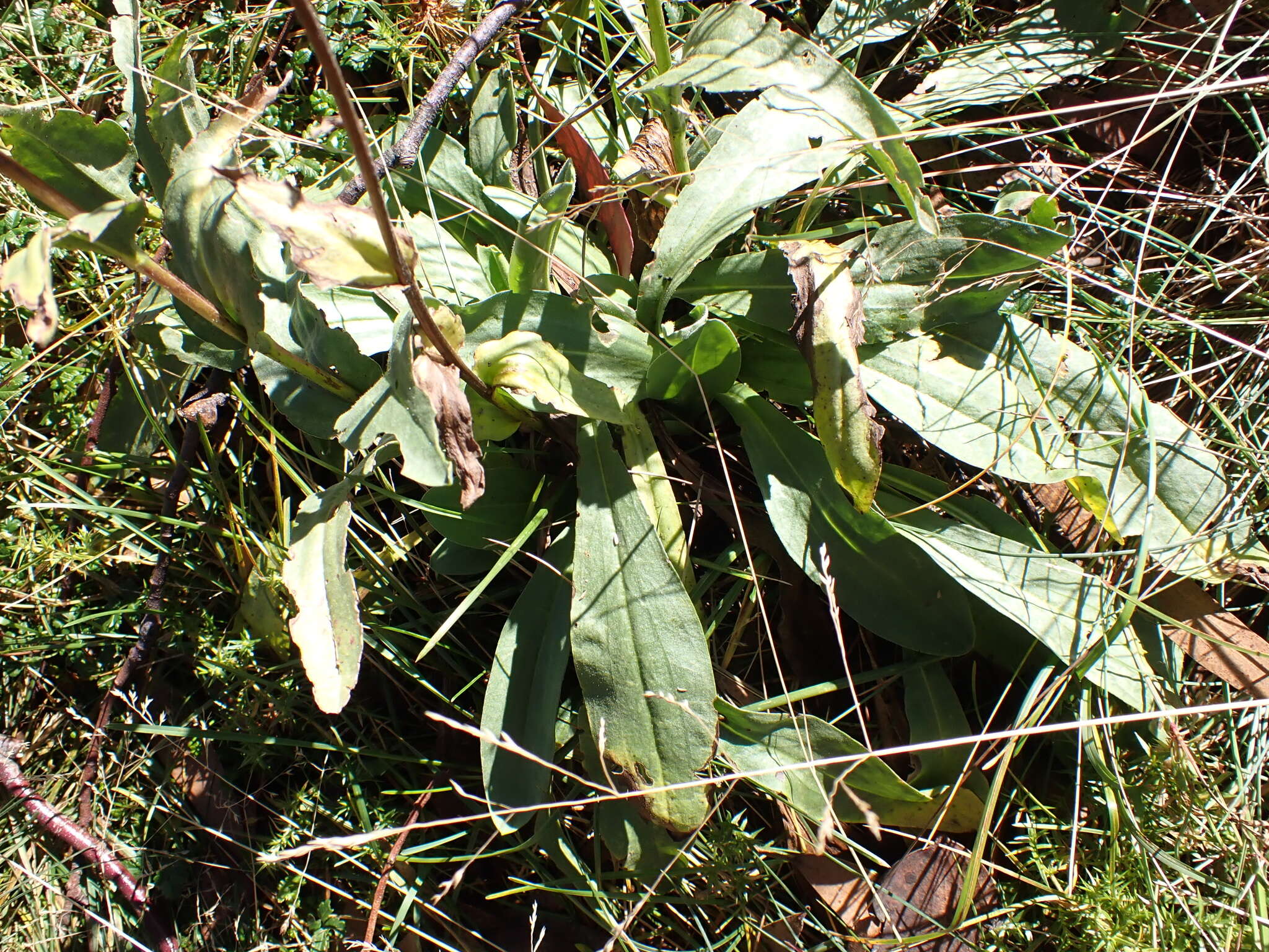 Image of Craspedia sylvestris J. Everett ex N. G. Walsh